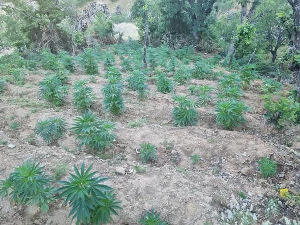JANDARMA`DAN DEV OPERASYON 15 BİN 831 KÖK KENEVİR ELE GEÇİRİLDİ